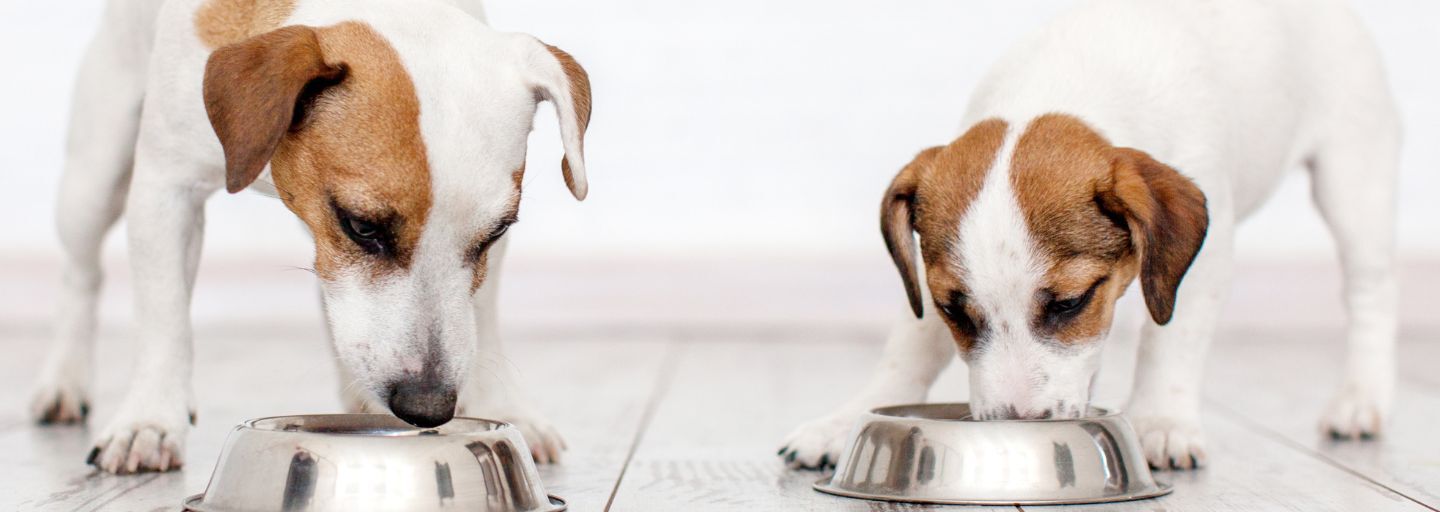 Dog and puppy eating