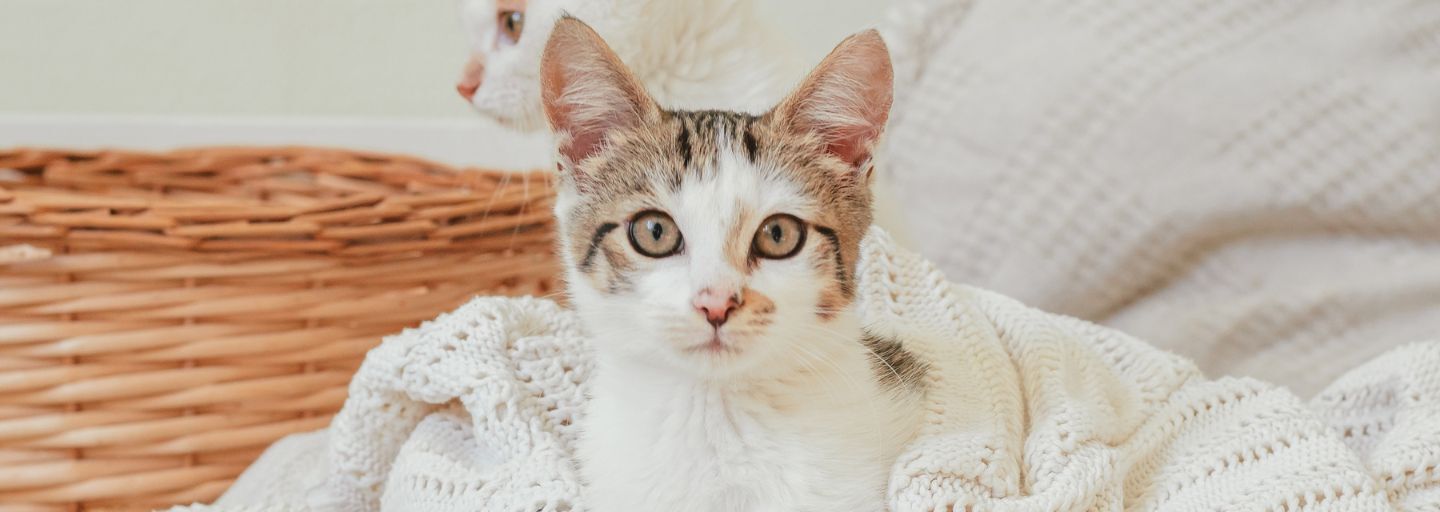 White with gray stripes cat 3-4 months lies in white knitted blanket next to wicker basket and looks into frame.