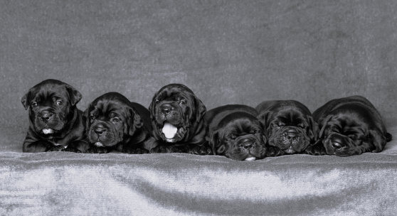 Six puppies seated next to each other