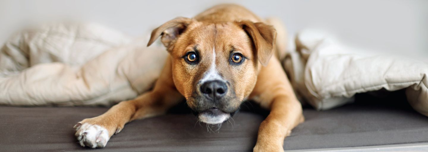 Dog sitting on lounge 