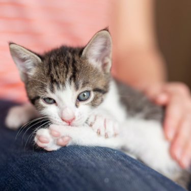 Kitten snuggled up against owner's leg