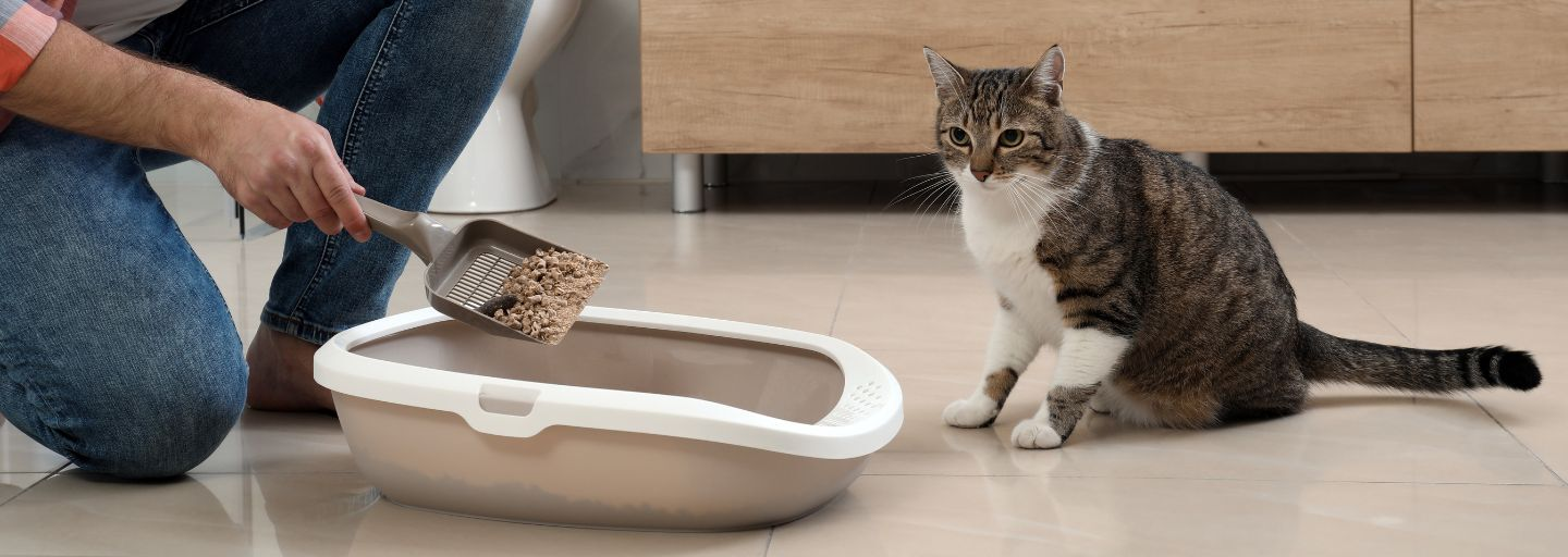 Cleaning Cat&rsquo;s Litter Box