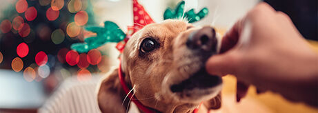 Dog eating treats