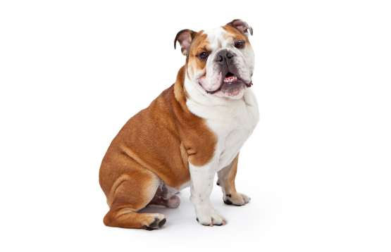 bulldog