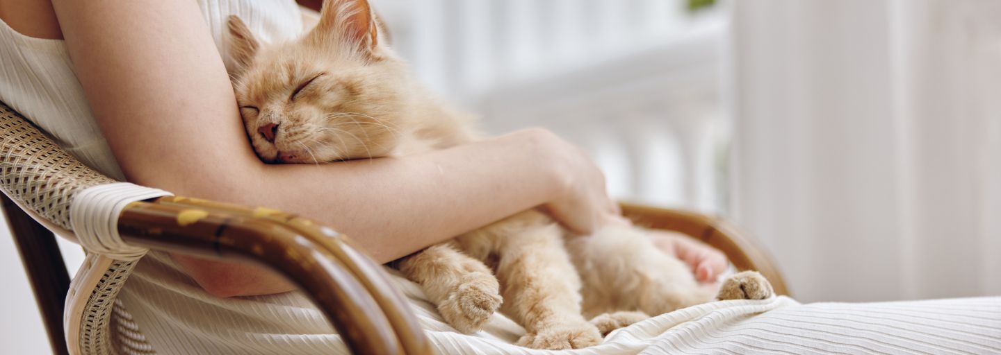 Sleeping cat sitting on owner's lap