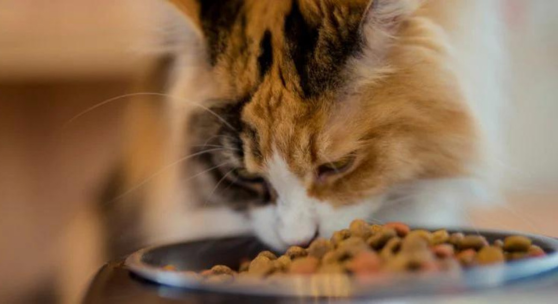 cat eating dry food