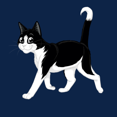 Felix - black and white cat on a navy background