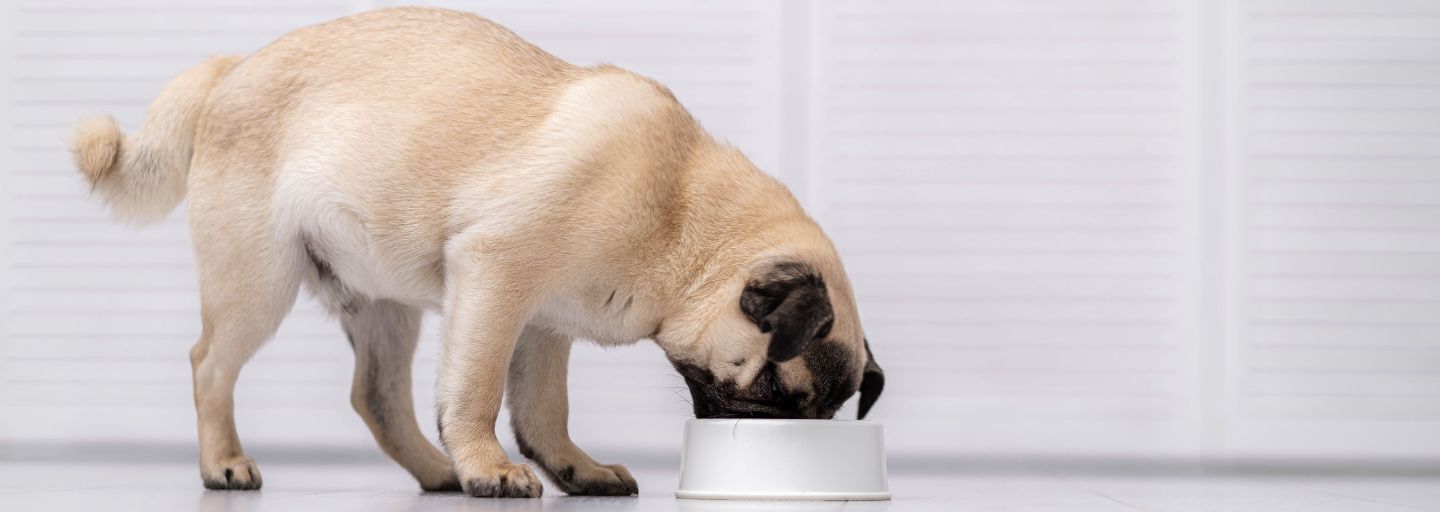 Pug dog eating fresh dry dog food kibbles for small puppies, dog food at home.