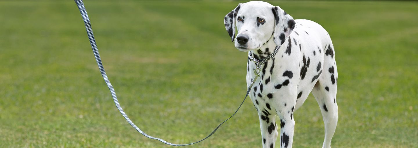 dalmatian in the garden wearing collar and lead on