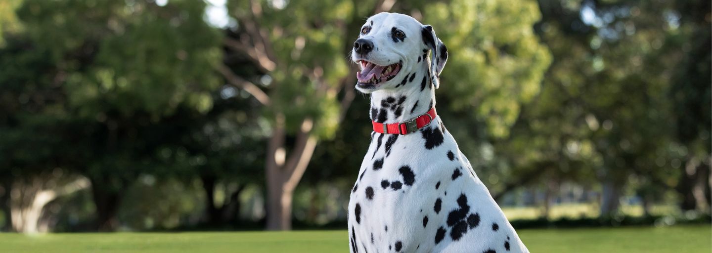 dalmatian wearing red collar