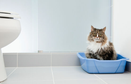 cat sitting on a litter