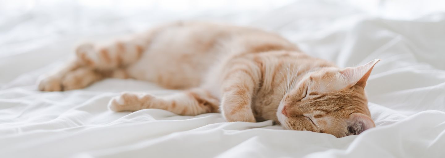 Cat sleeping on bed.