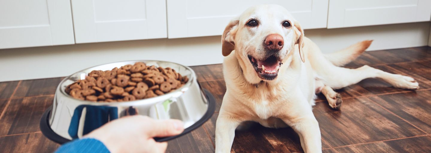 dog waiting for food