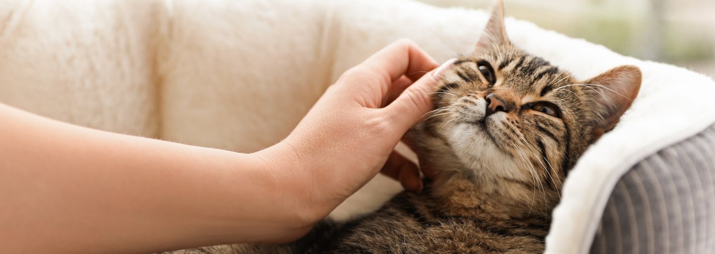 Woman petting cute tabby cat at home, closeup.