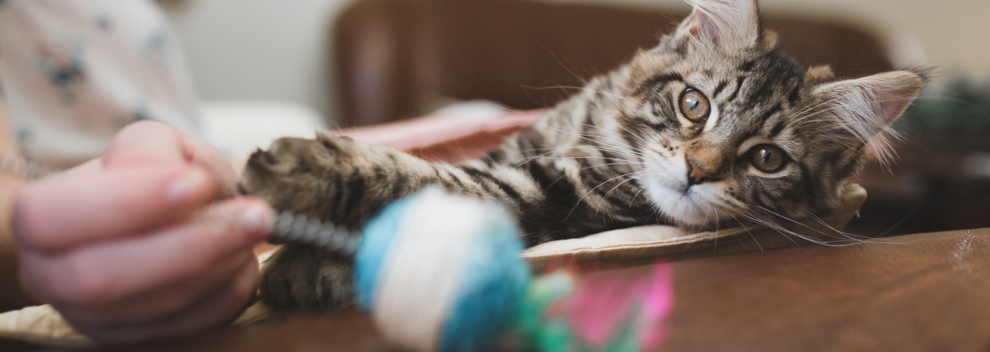 Kitten staring at a toy being held by it's owner