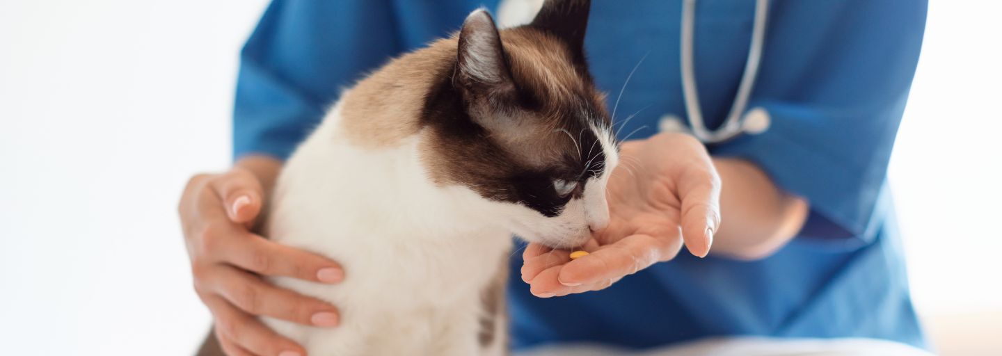 cat eating medicine at vet