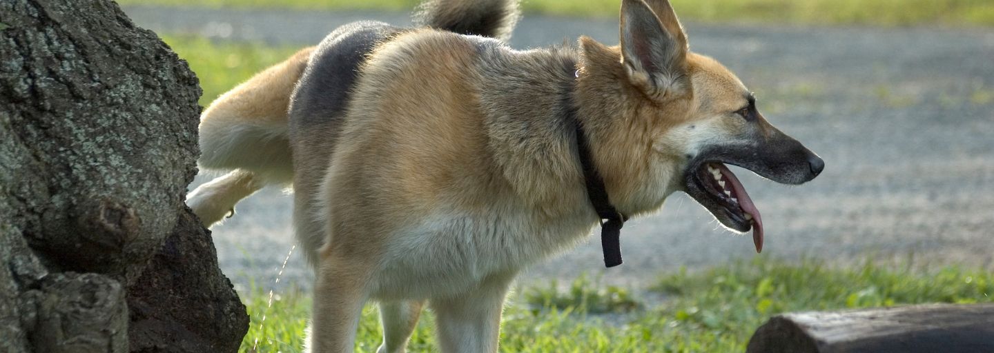 German Shepard marking its territory. 