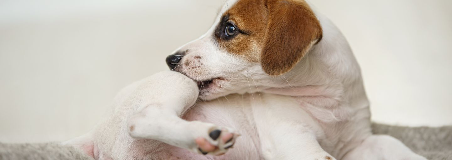 Dog biting it's leg from a flea irritation