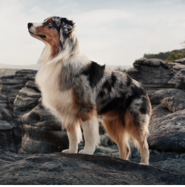 PRO PLAN dog standing on a rock with mountain view