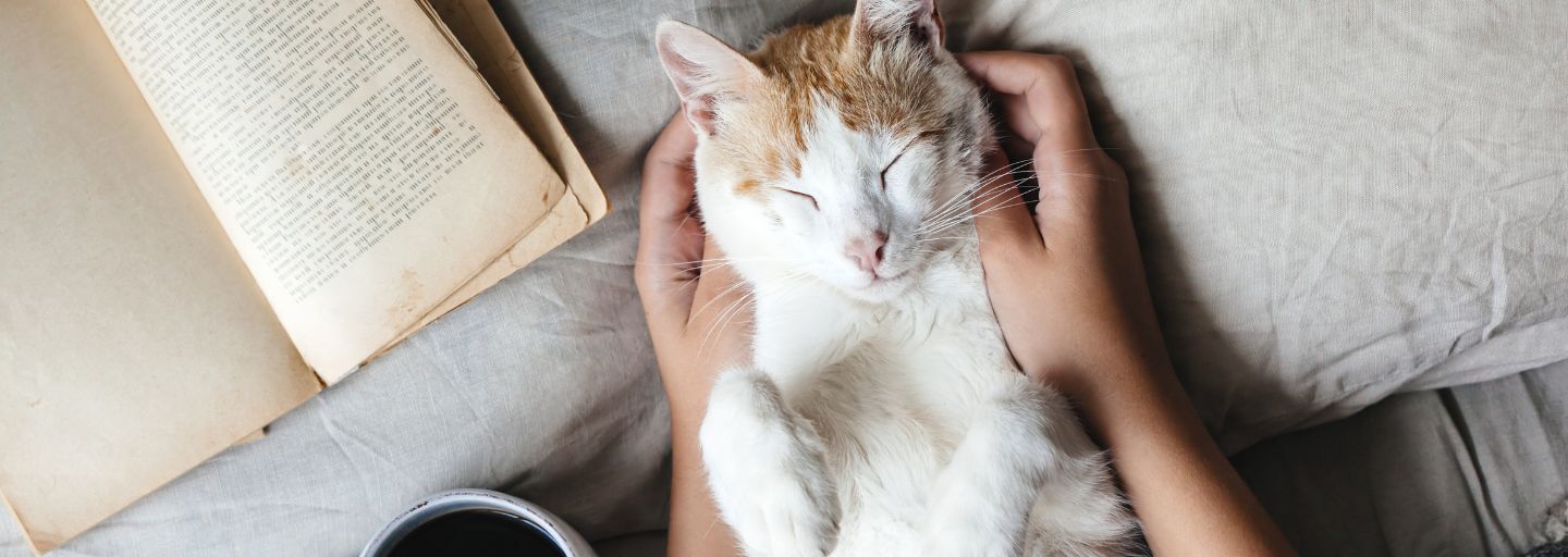 cat sleeping