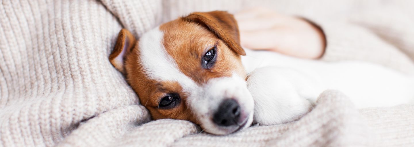 Puppy cuddling with owner