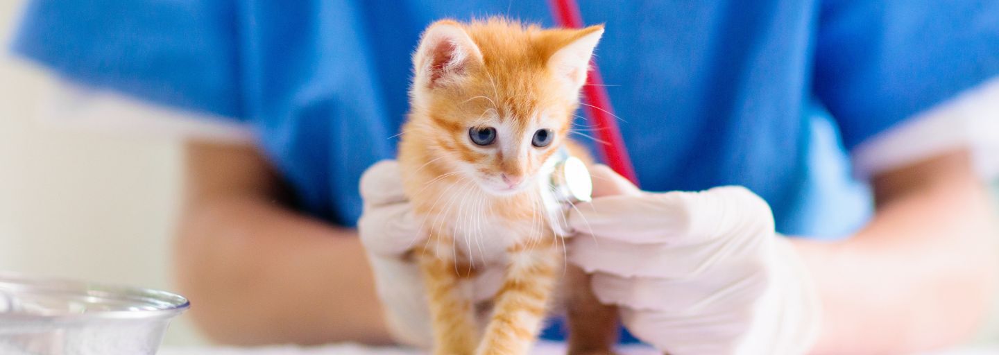 Vet examining kitten. 