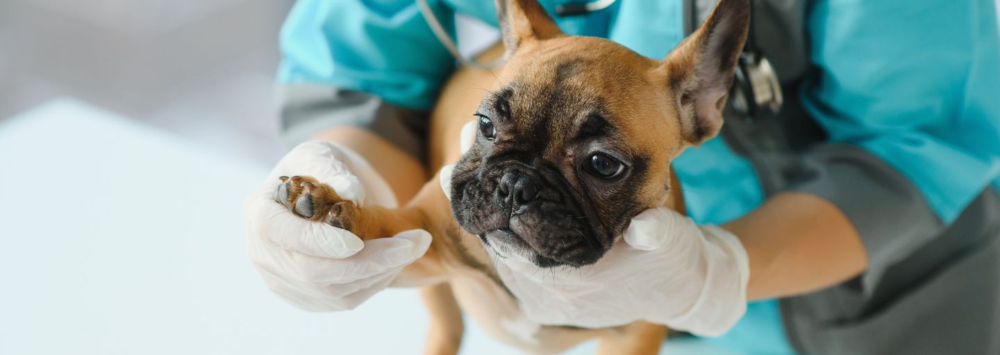 dog at vet