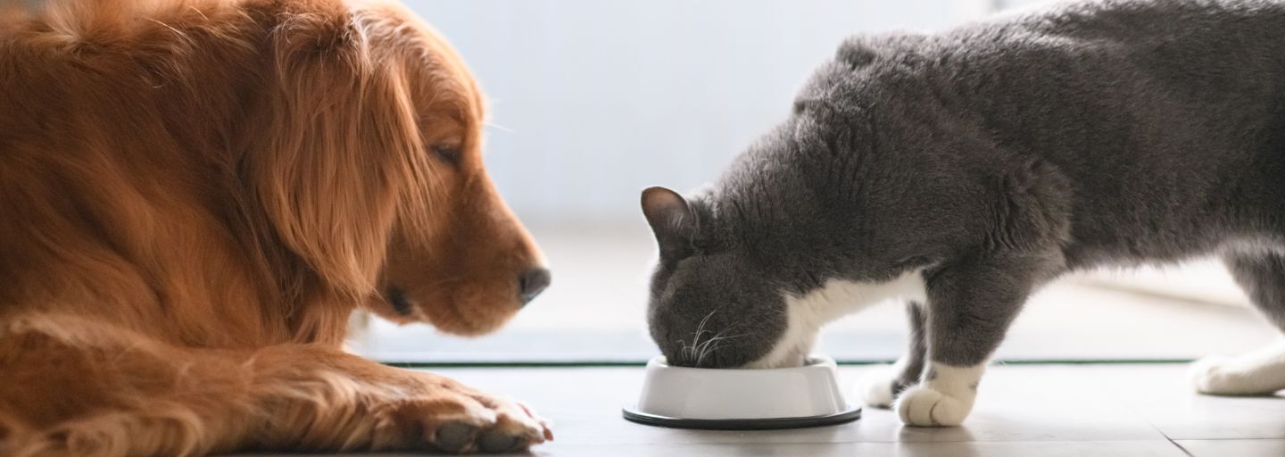 dog looking at cat eating