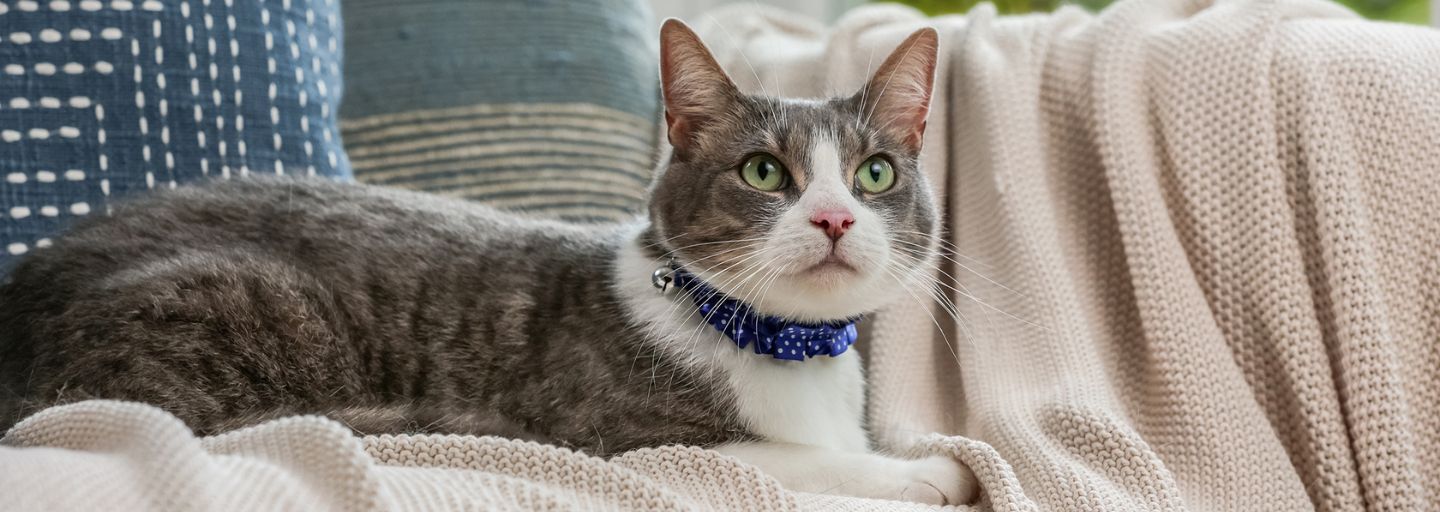 Cat lying on the couch with a blue collar around its neck.