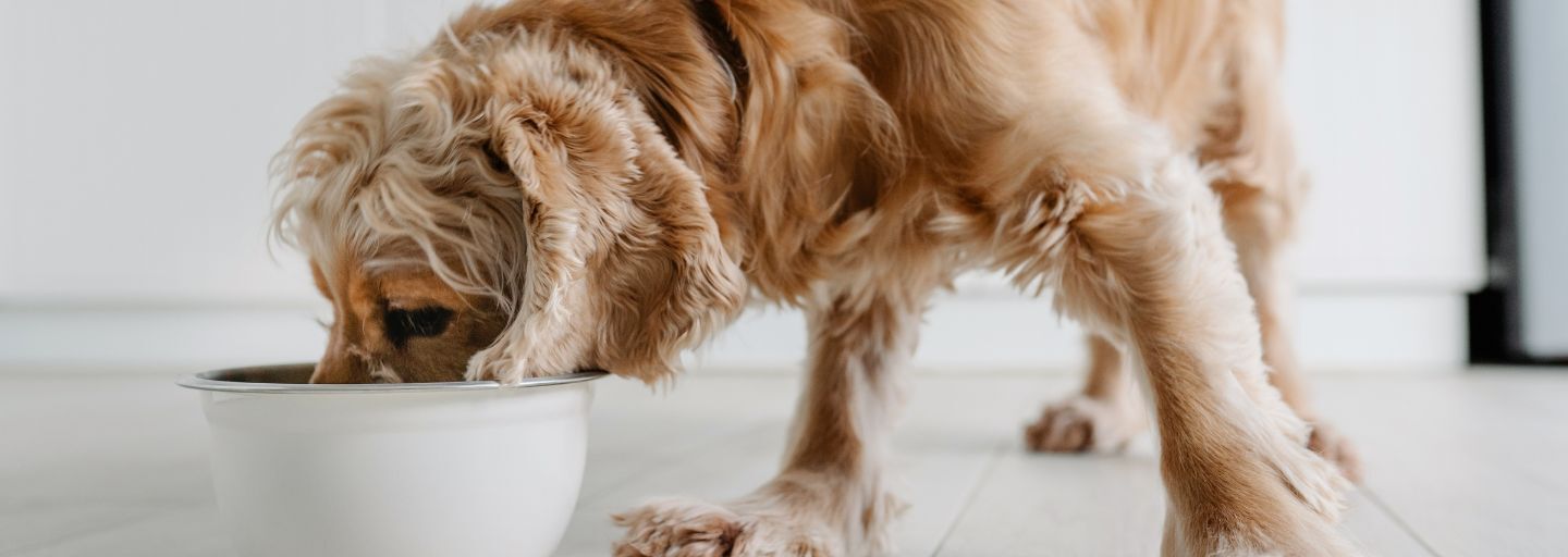 Older dog eating from bowl