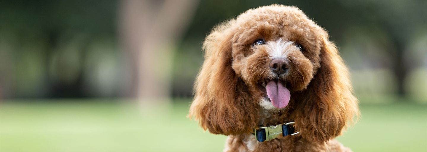 cute dog on a blurred garden background