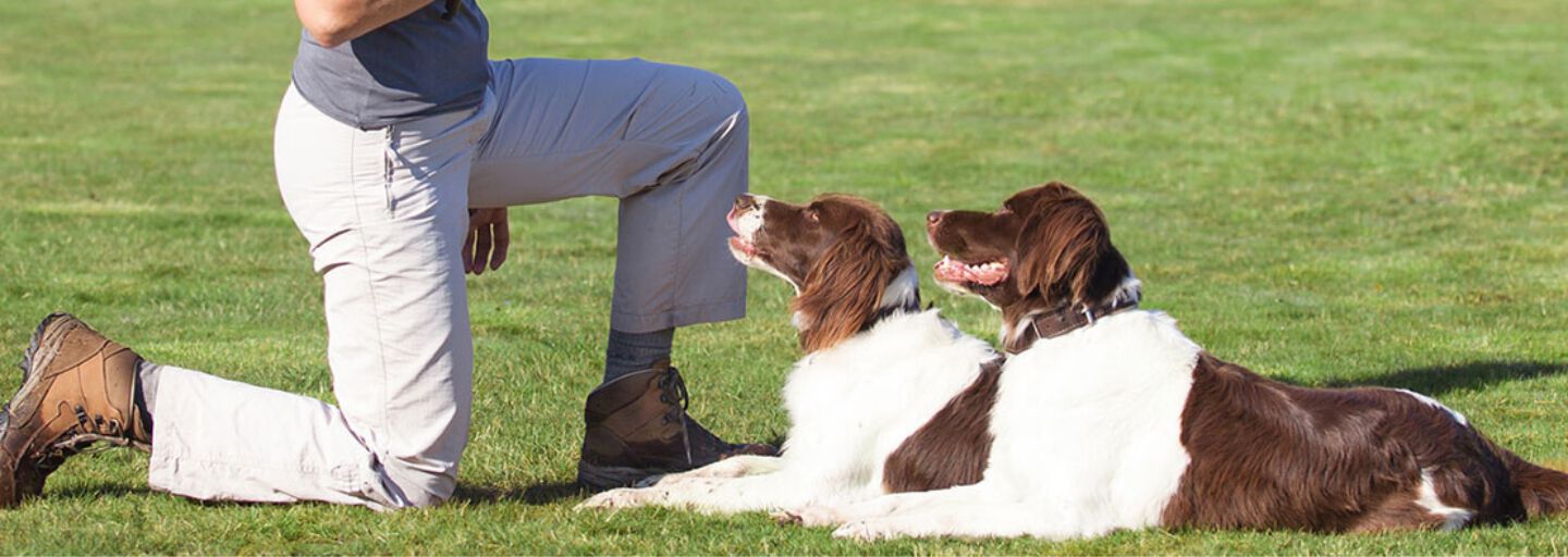 Trainer training two dogs to lie down.