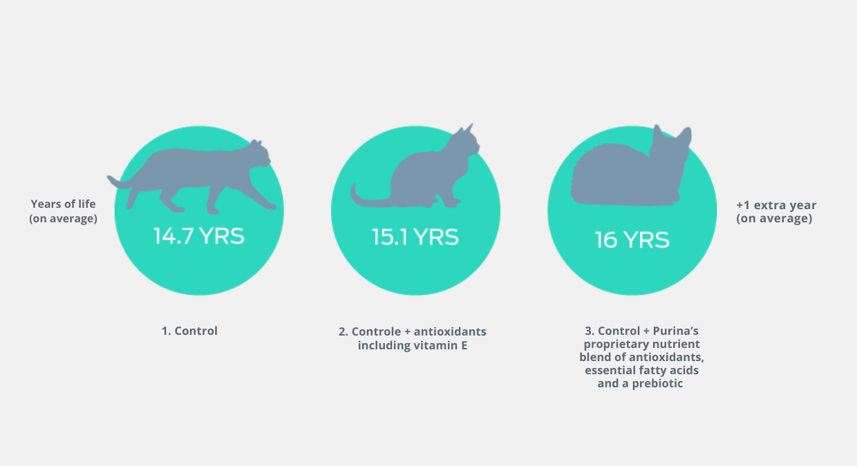 Chart showing how can diet extend a cat's life