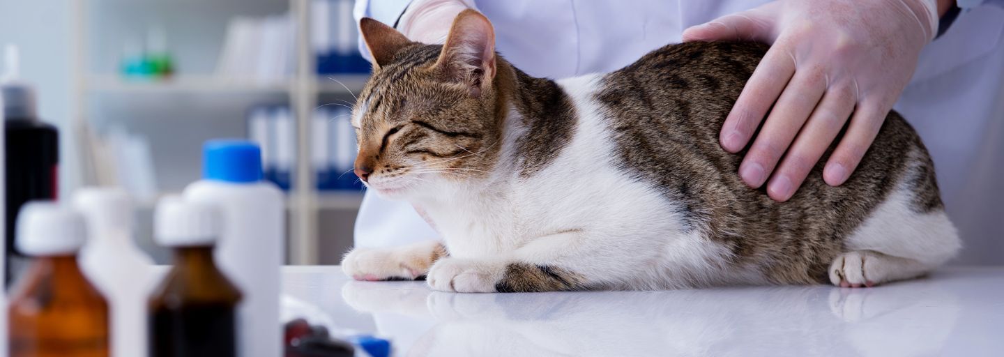cat at vet