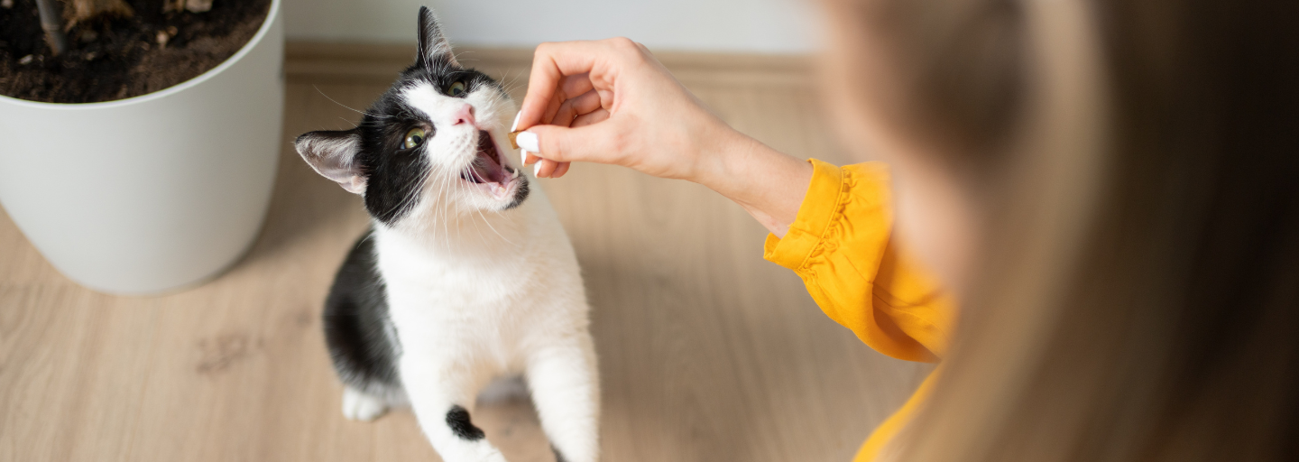 cat getting treats