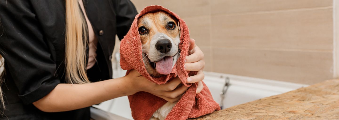 Dog being towel dried off by owner after bathing