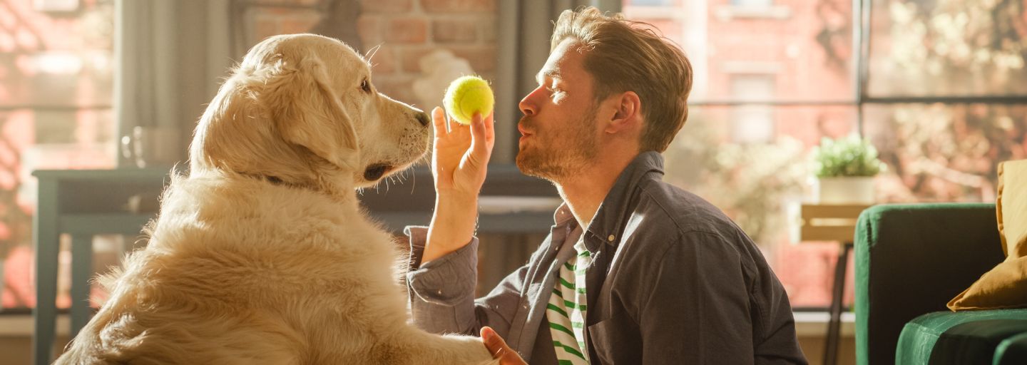 Owner showing their dog a ball 