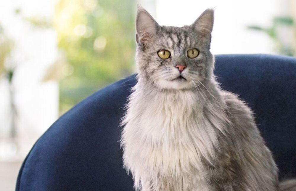 Silver Maine Coon sitting on navy stool.