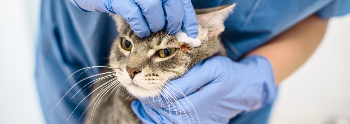 cat injured getting treated by vet