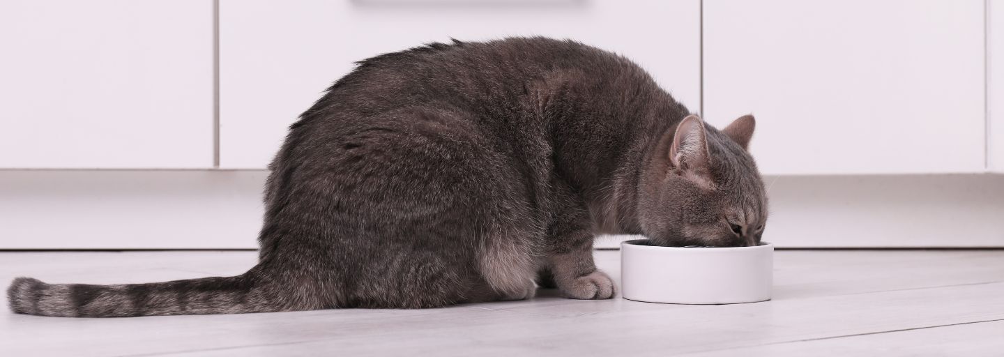 Cute Scottish straight cat eating pet food from feeding bowl at home.
