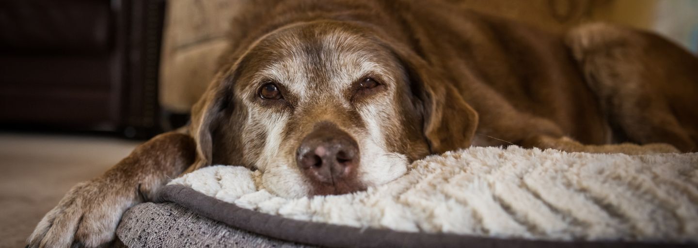 Older Dog laying down on rug