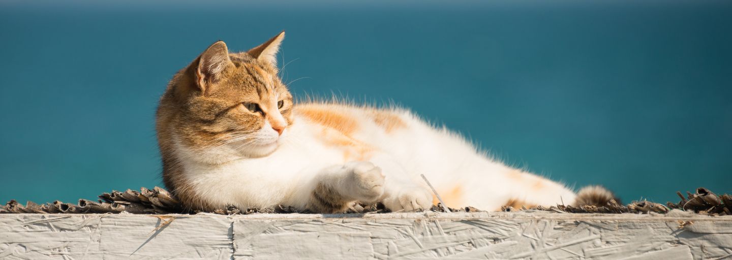 Cute cat on the Black Sea laying in the sun.