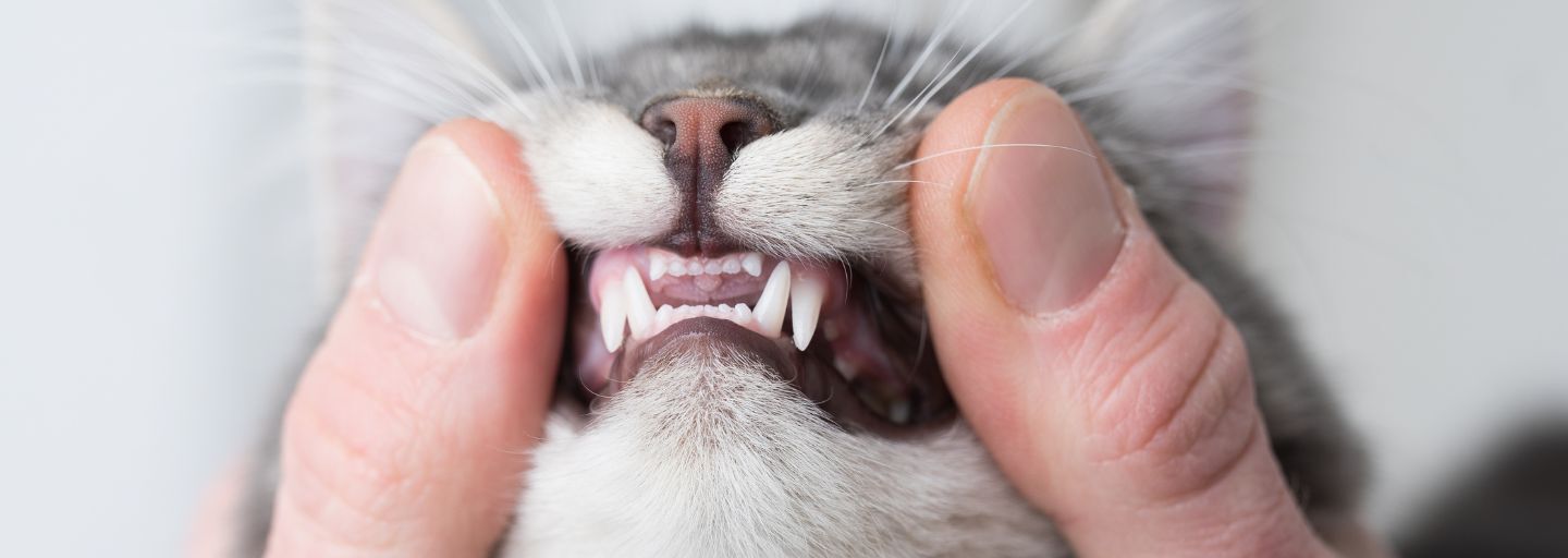 Owner showing kitten's teeth