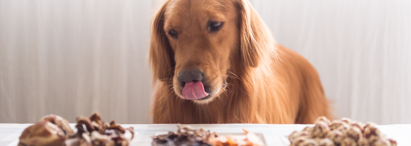 dog waiting for food