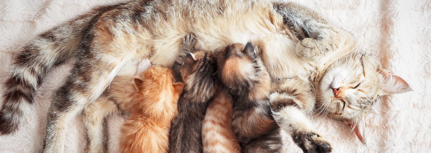 mother cat nursing kittens