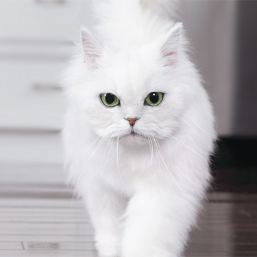 Fancy Feast - white cat walking