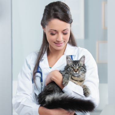 cat with vet