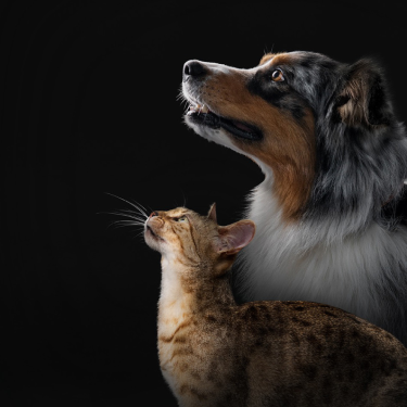 Dog and cat looking up