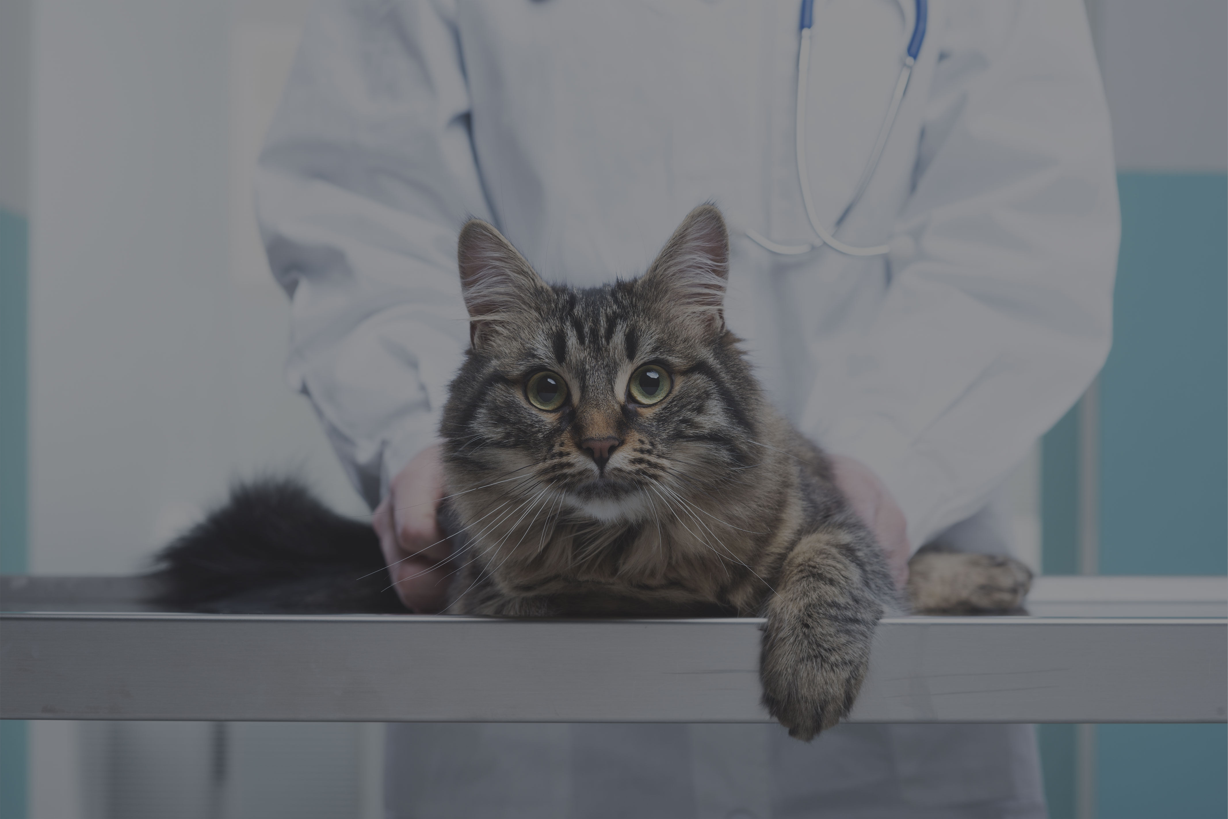 Cat at the vet