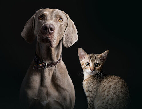 Pro Plan Cat and Dog together